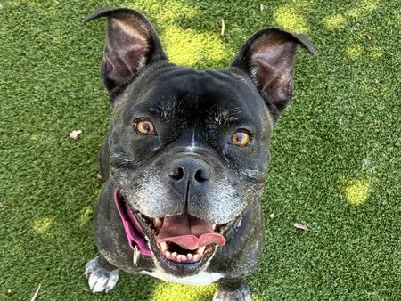 GORDON, Adoptable, Adult Male Boxer & Mixed Breed.