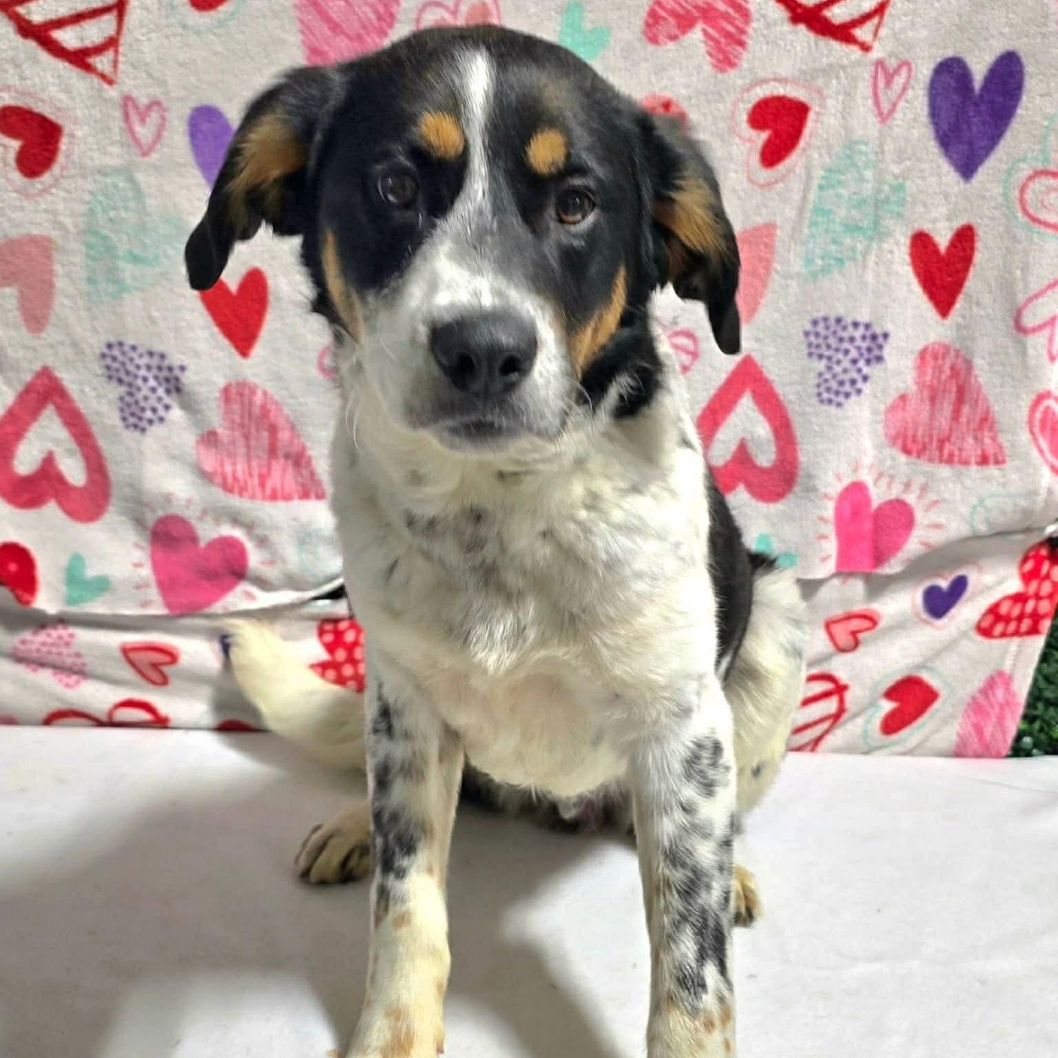 Mr. Goodbar, ADOPTABLE, Puppy Male Mixed Breed.