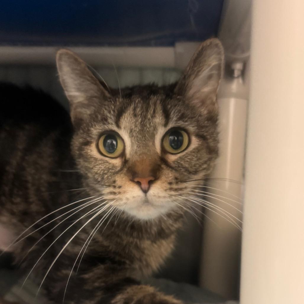 Enlarge Delphinia, a Adoptable Domestic Short Hair in York, PA image 1/3