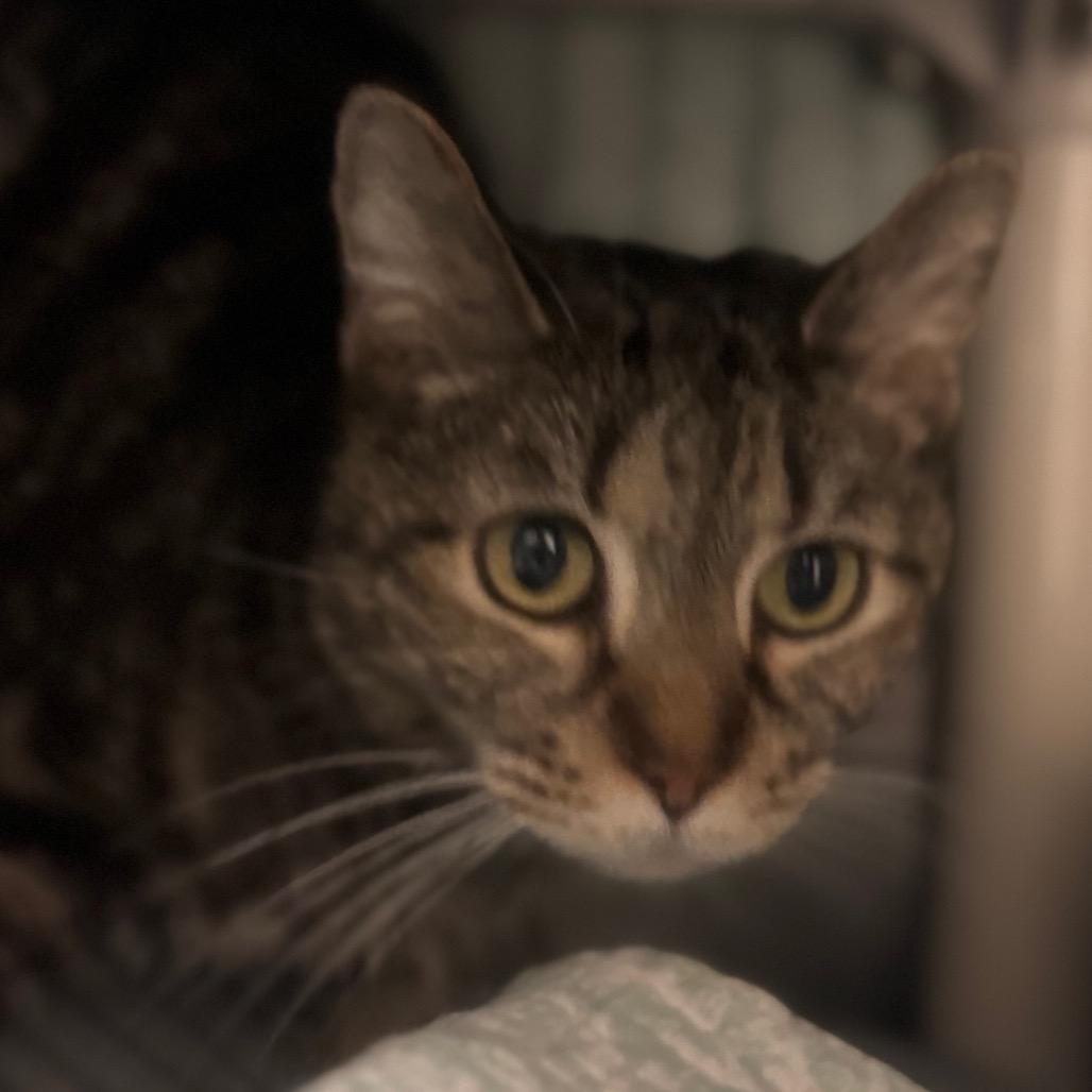 Enlarge Delphinia, a Adoptable Domestic Short Hair in York, PA image 2/3