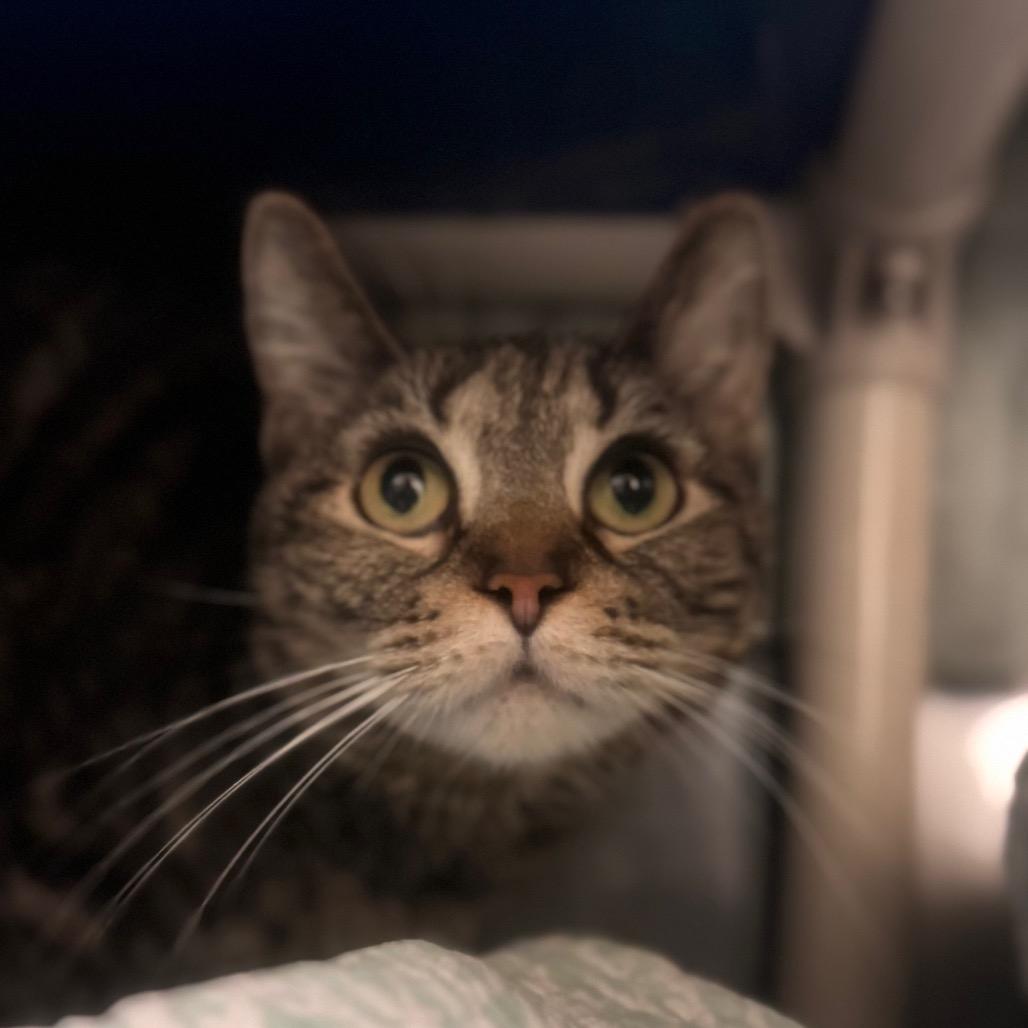 Enlarge Delphinia, a Adoptable Domestic Short Hair in York, PA image 3/3