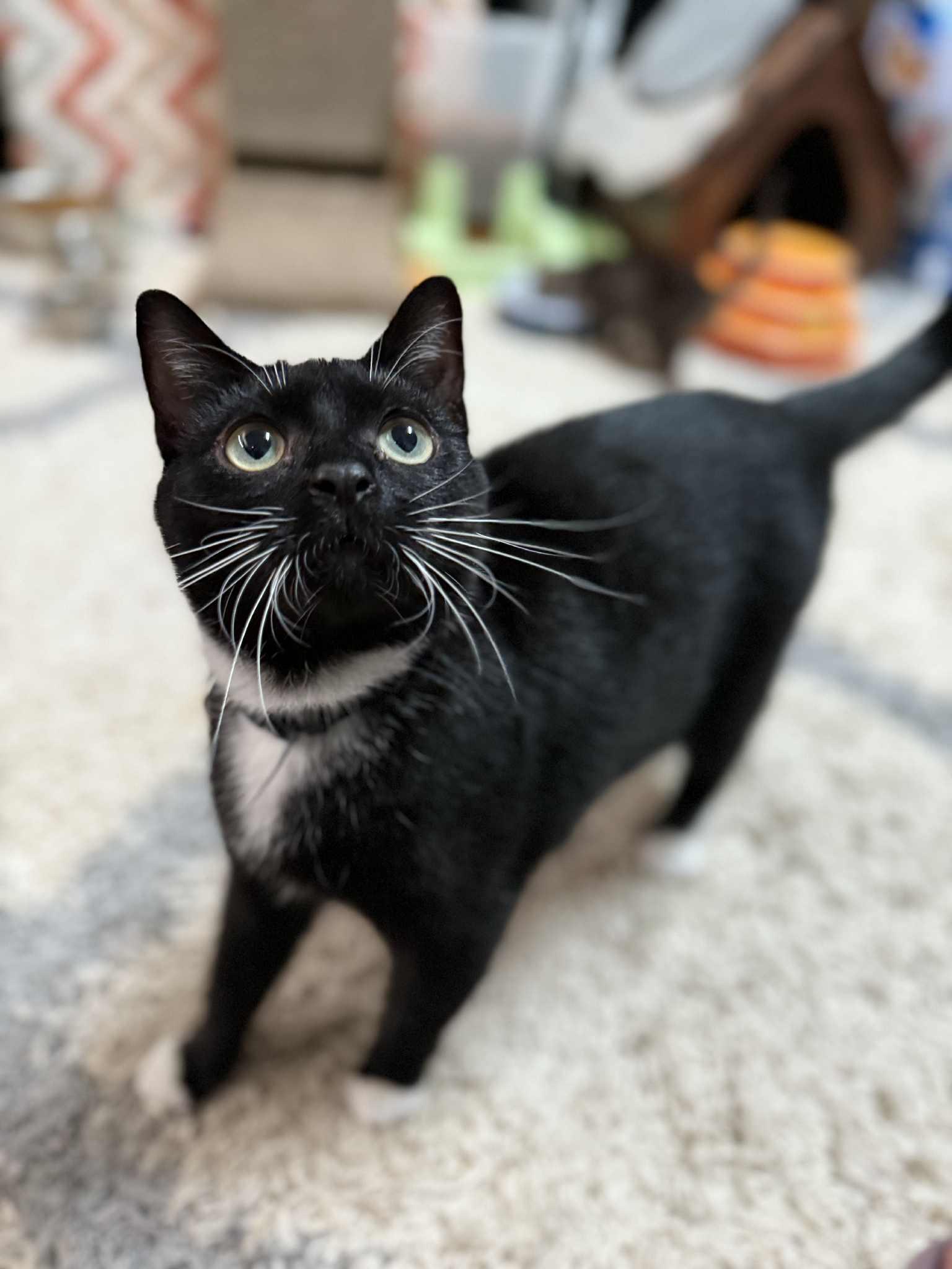 Enlarge Princess, a Adoptable Domestic Short Hair in Wilmington, NC image 2/6