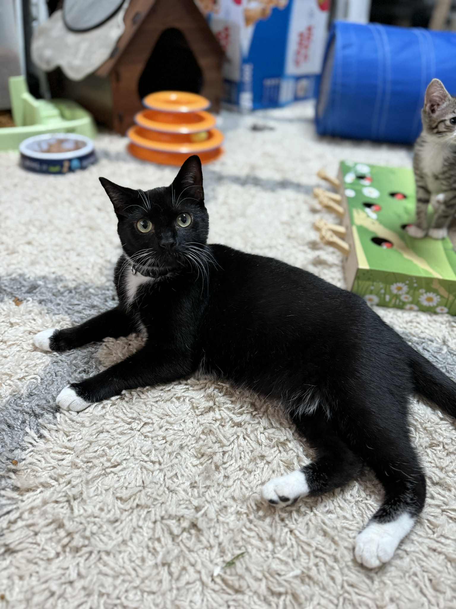 Enlarge Princess, a Adoptable Domestic Short Hair in Wilmington, NC image 6/6