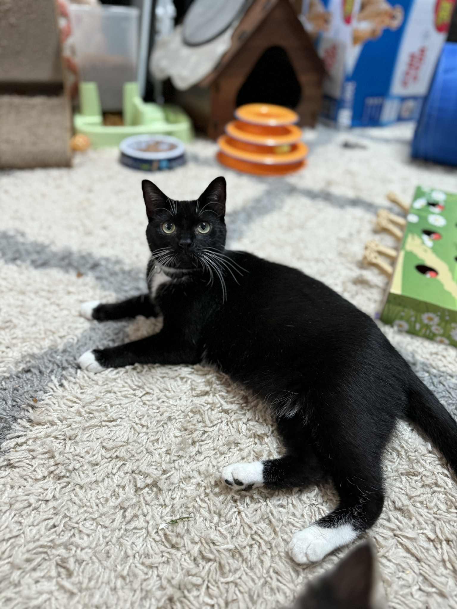 Enlarge Princess, a Adoptable Domestic Short Hair in Wilmington, NC image 4/6