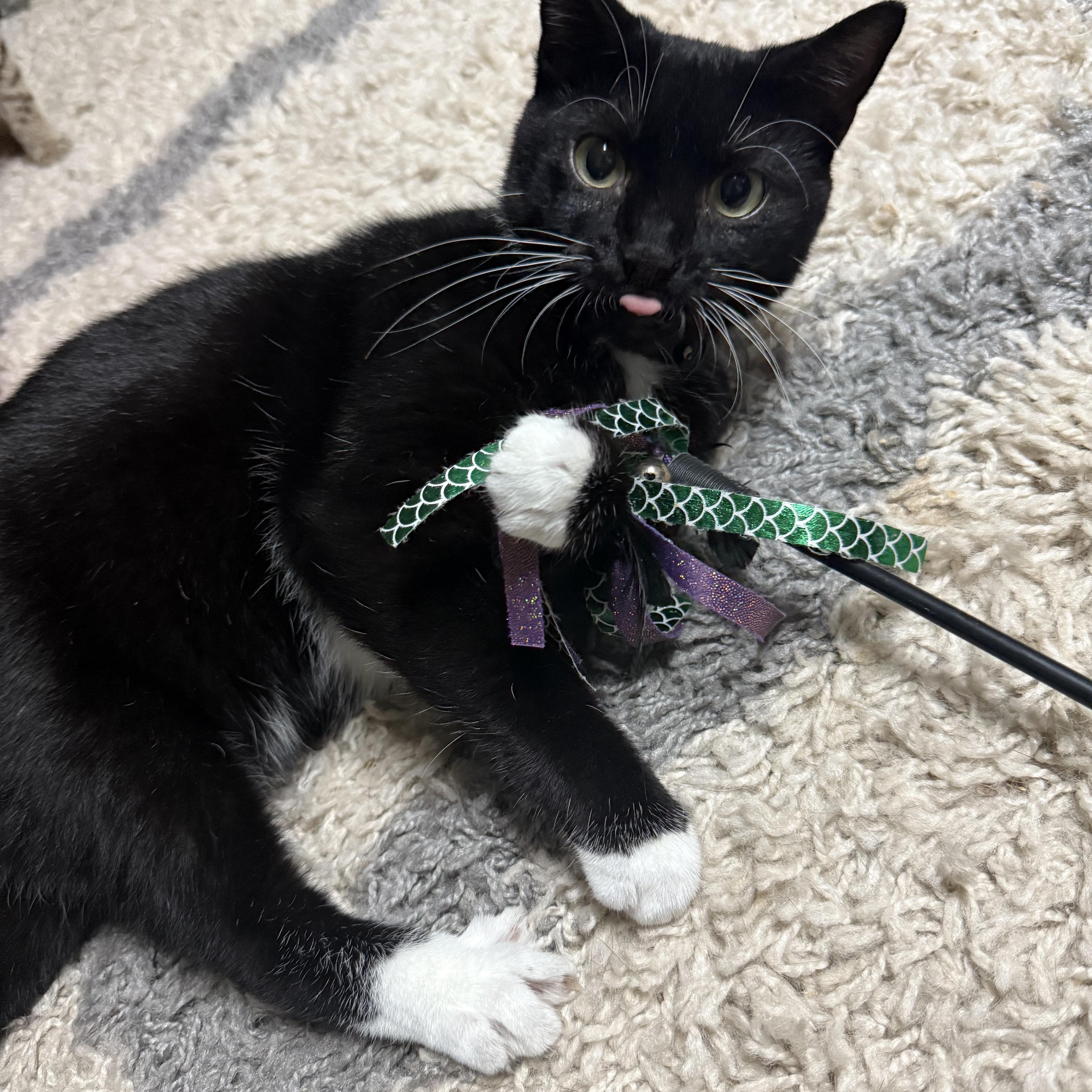 Enlarge Princess, a Adoptable Domestic Short Hair in Wilmington, NC image 1/6