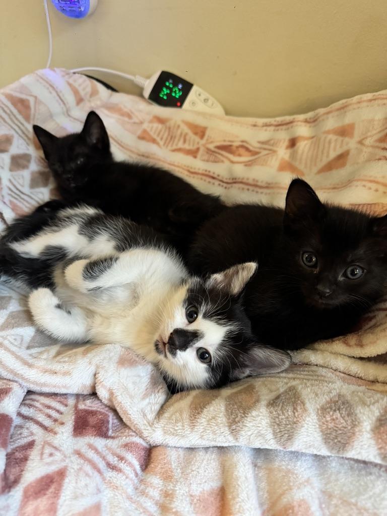 Enlarge Europa, a Adoptable Domestic Short Hair in Stockbridge, GA image 2/5