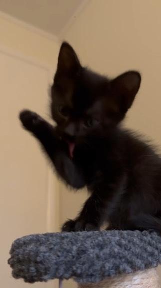 Enlarge Europa, a Adoptable Domestic Short Hair in Stockbridge, GA image 4/5