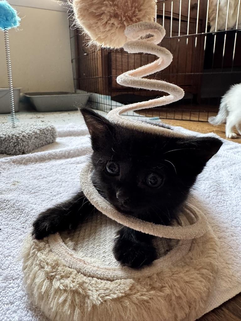 Enlarge Europa, a Adoptable Domestic Short Hair in Stockbridge, GA image 5/5