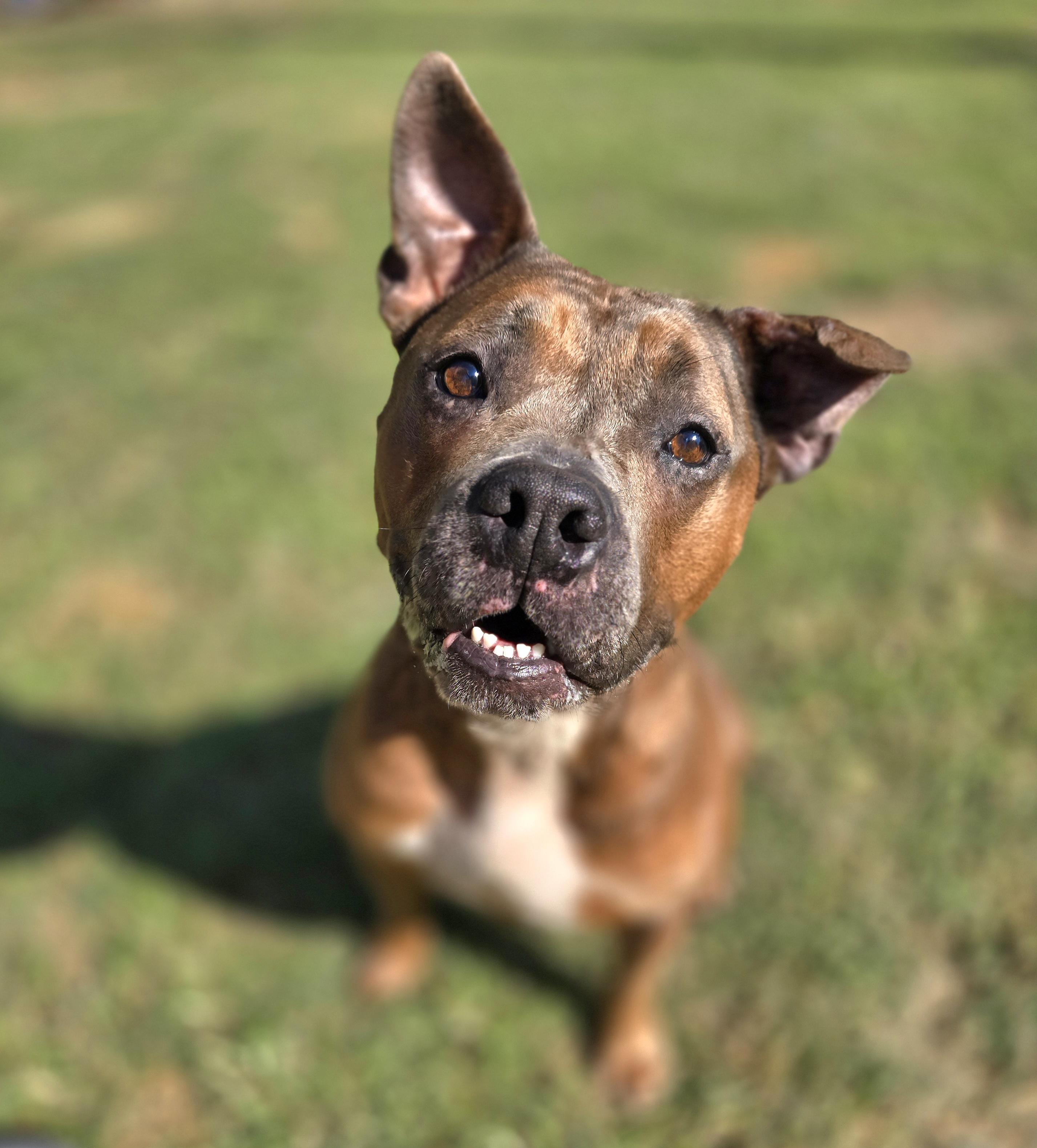 Apple, Adoptable, Adult Female Boston Terrier & English Bulldog.