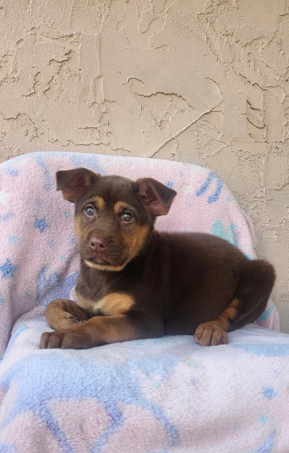 Enlarge Suki, an adopted mixed breed in Orlando, FL image 3/4