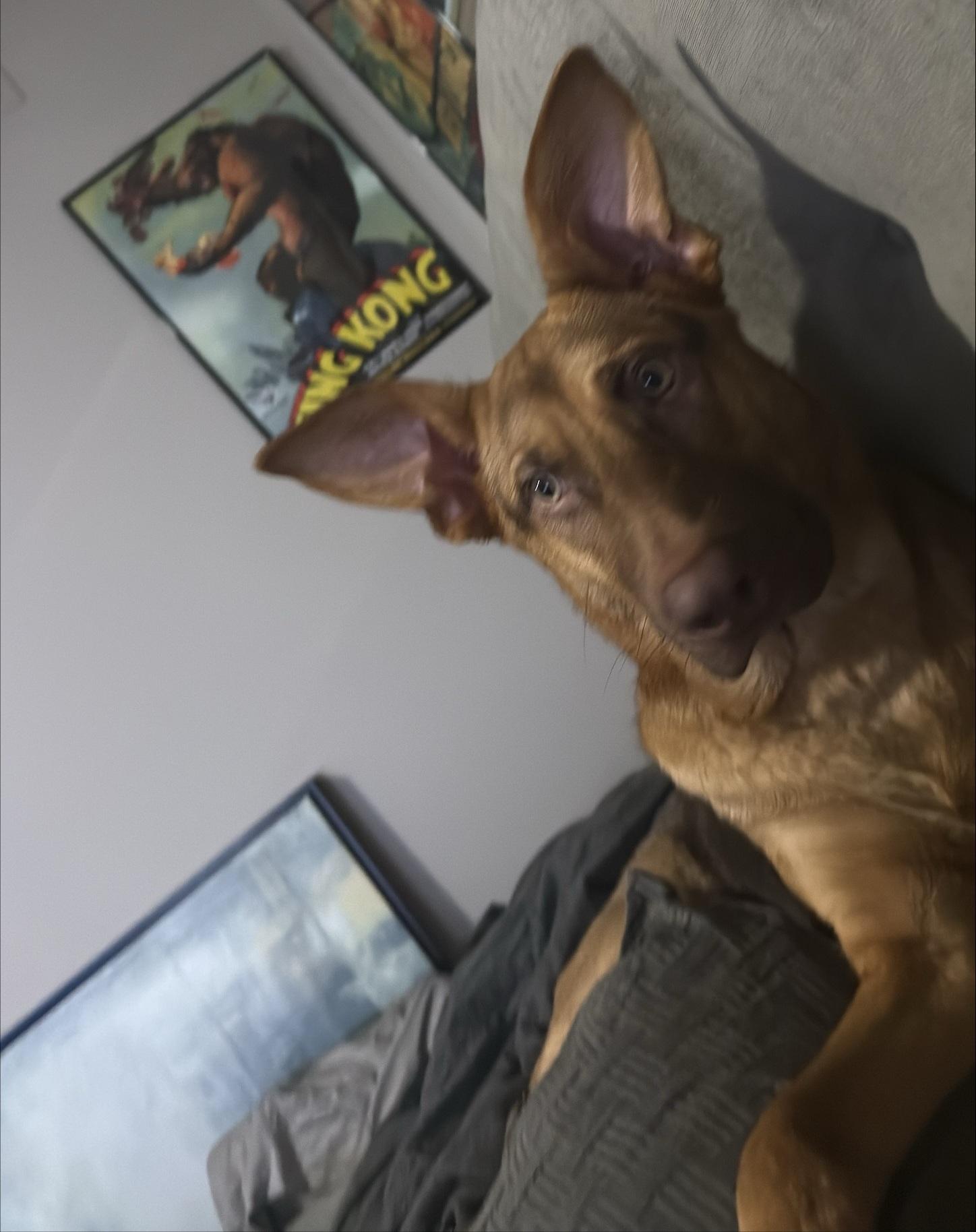 Asuna (FKA Suki), Adoptable, Puppy Female German Shepherd Dog.