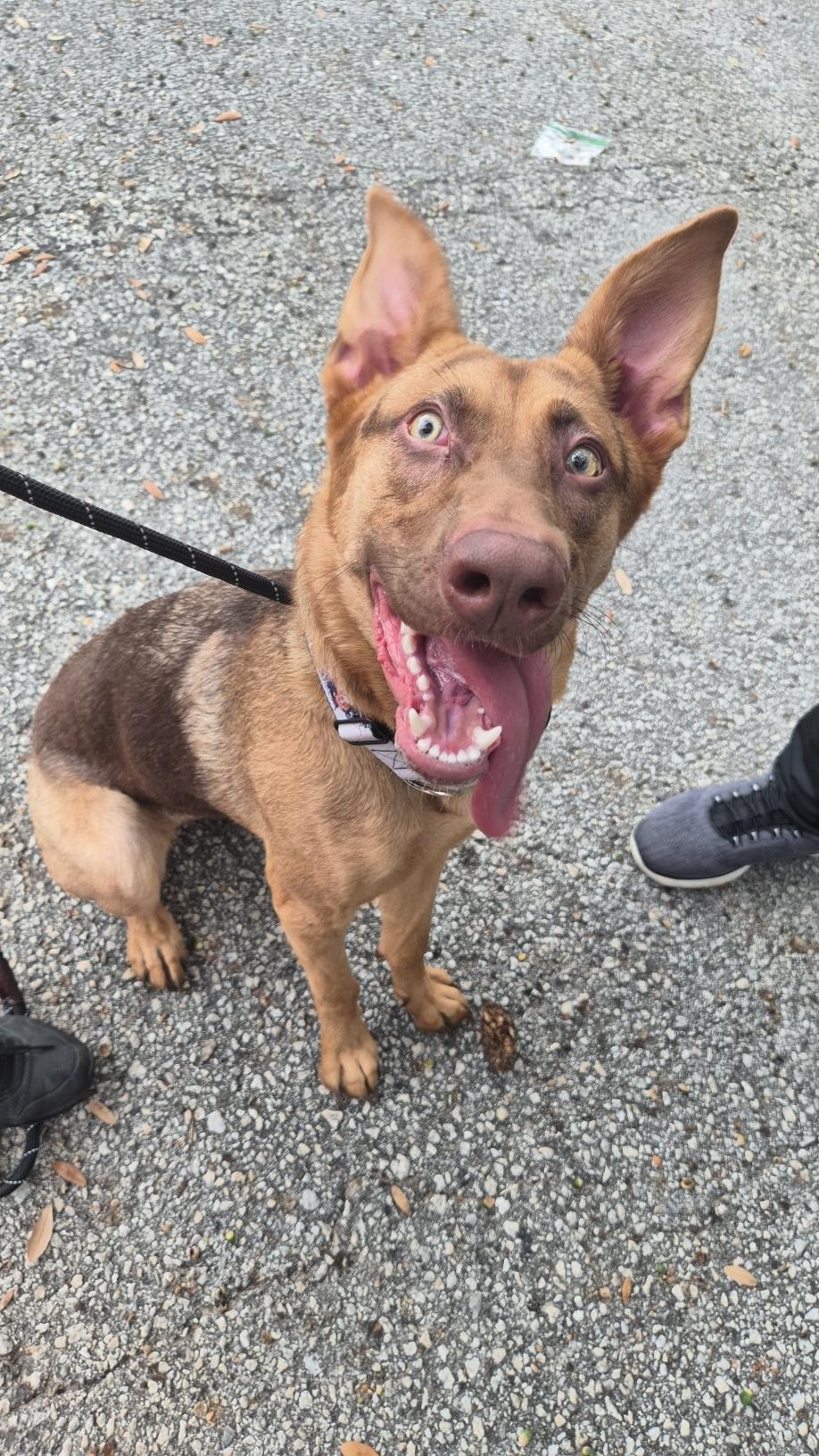 Enlarge Asuna (FKA Suki), a Adoptable mixed breed in Orlando, FL image 3/6