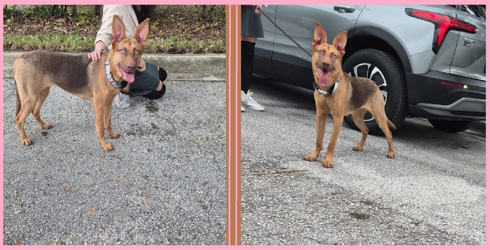 Enlarge Asuna (FKA Suki), a Adoptable mixed breed in Orlando, FL image 2/6