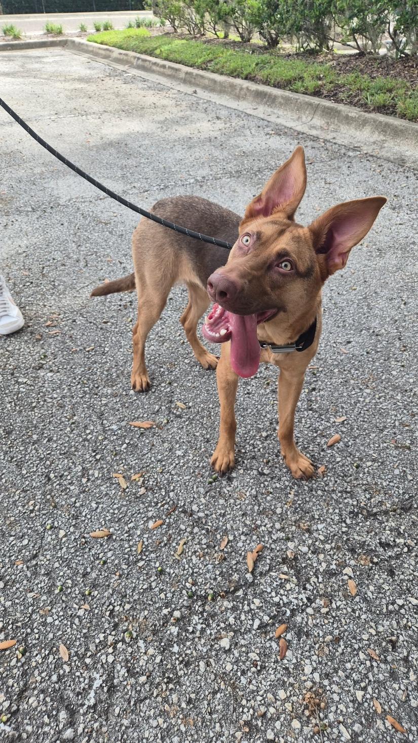 Enlarge Asuna (FKA Suki), a Adoptable mixed breed in Orlando, FL image 4/6