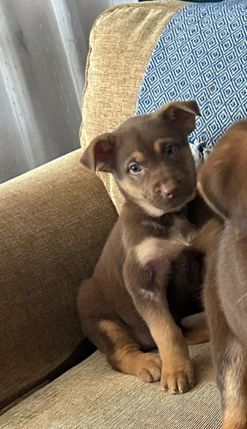 Enlarge Suki, an adopted mixed breed in Orlando, FL image 4/4