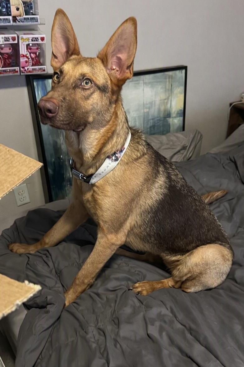 Enlarge Asuna (FKA Suki), a Adoptable mixed breed in Orlando, FL image 1/6