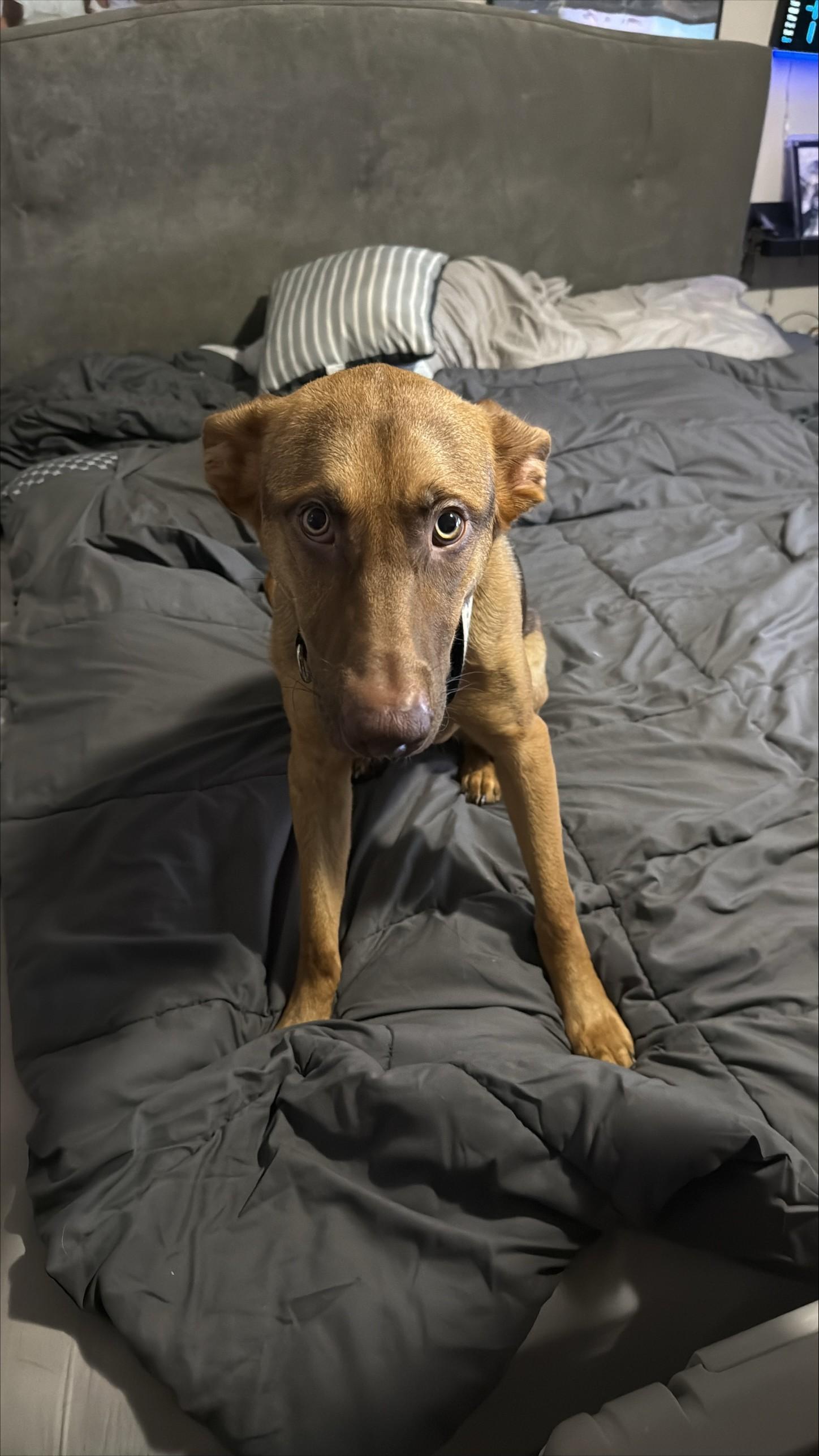 Enlarge Asuna (FKA Suki), a Adoptable mixed breed in Orlando, FL image 2/6