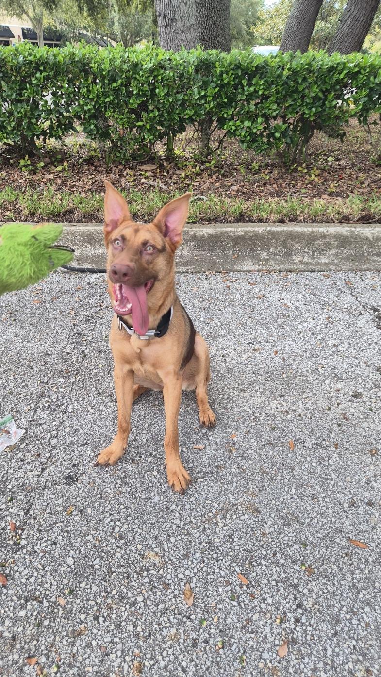 Asuna (FKA Suki), Adoptable, Young Female German Shepherd Dog.
