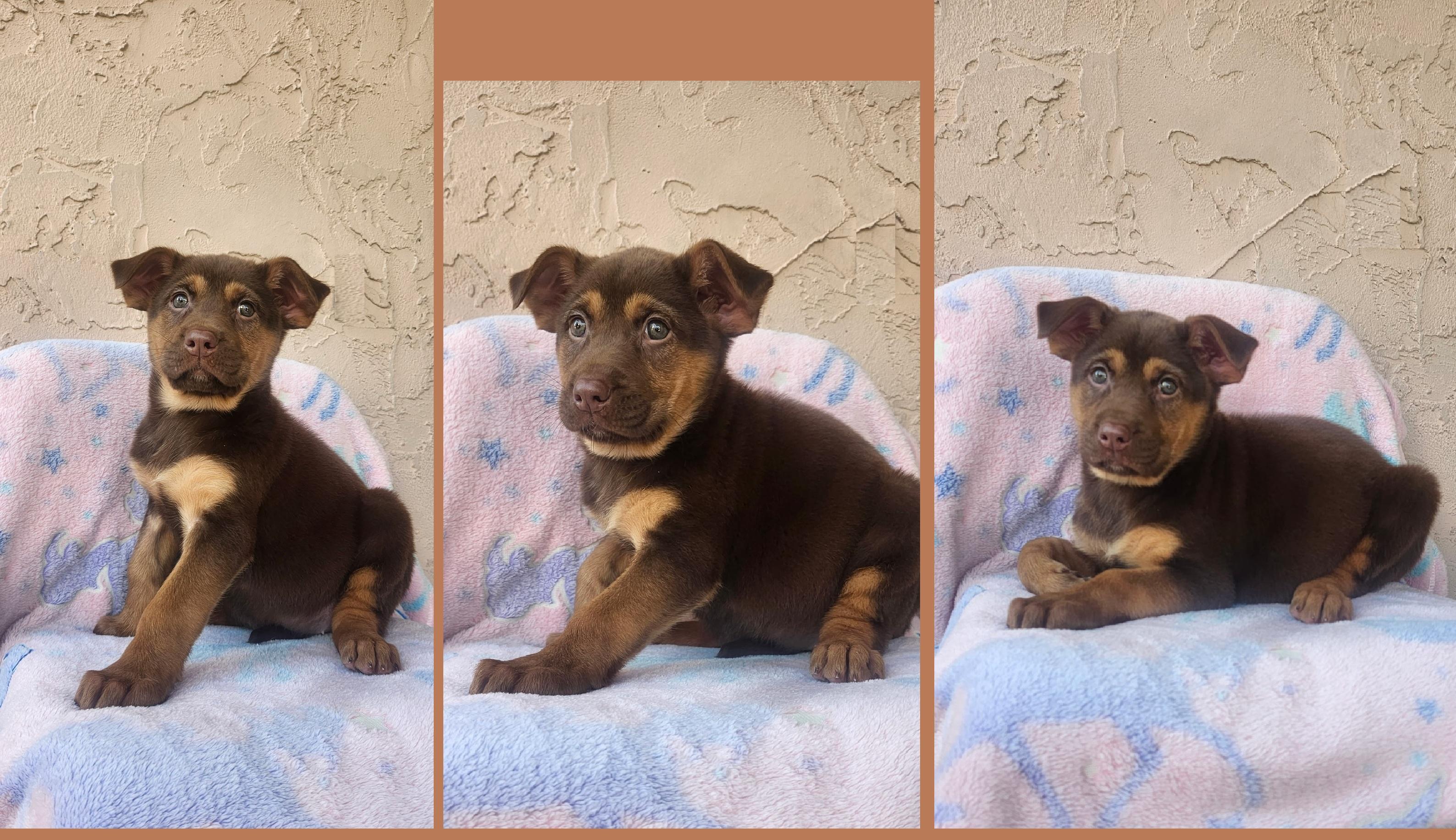 Enlarge Asuna (FKA Suki), a Adoptable mixed breed in Orlando, FL image 5/6