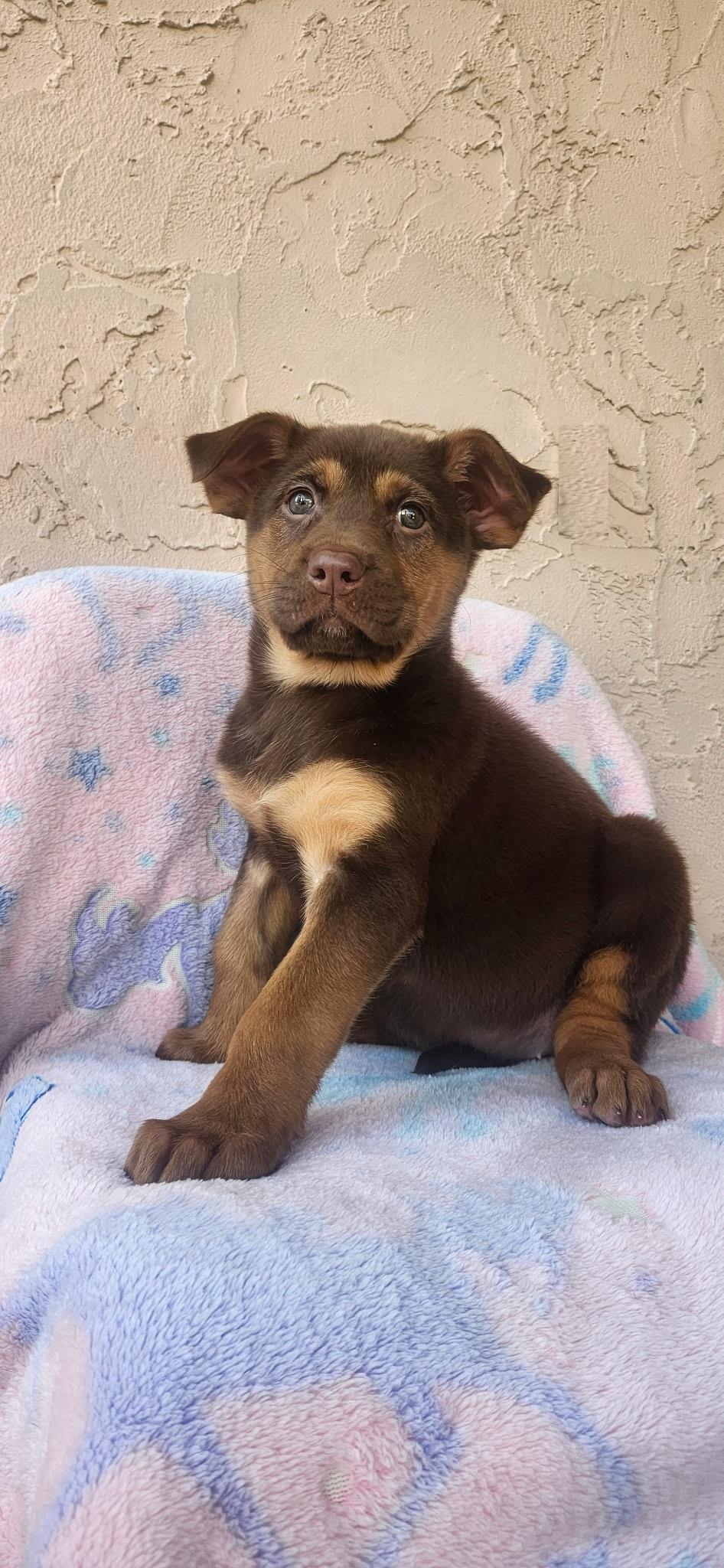 Enlarge Suki, an adopted mixed breed in Orlando, FL image 1/4