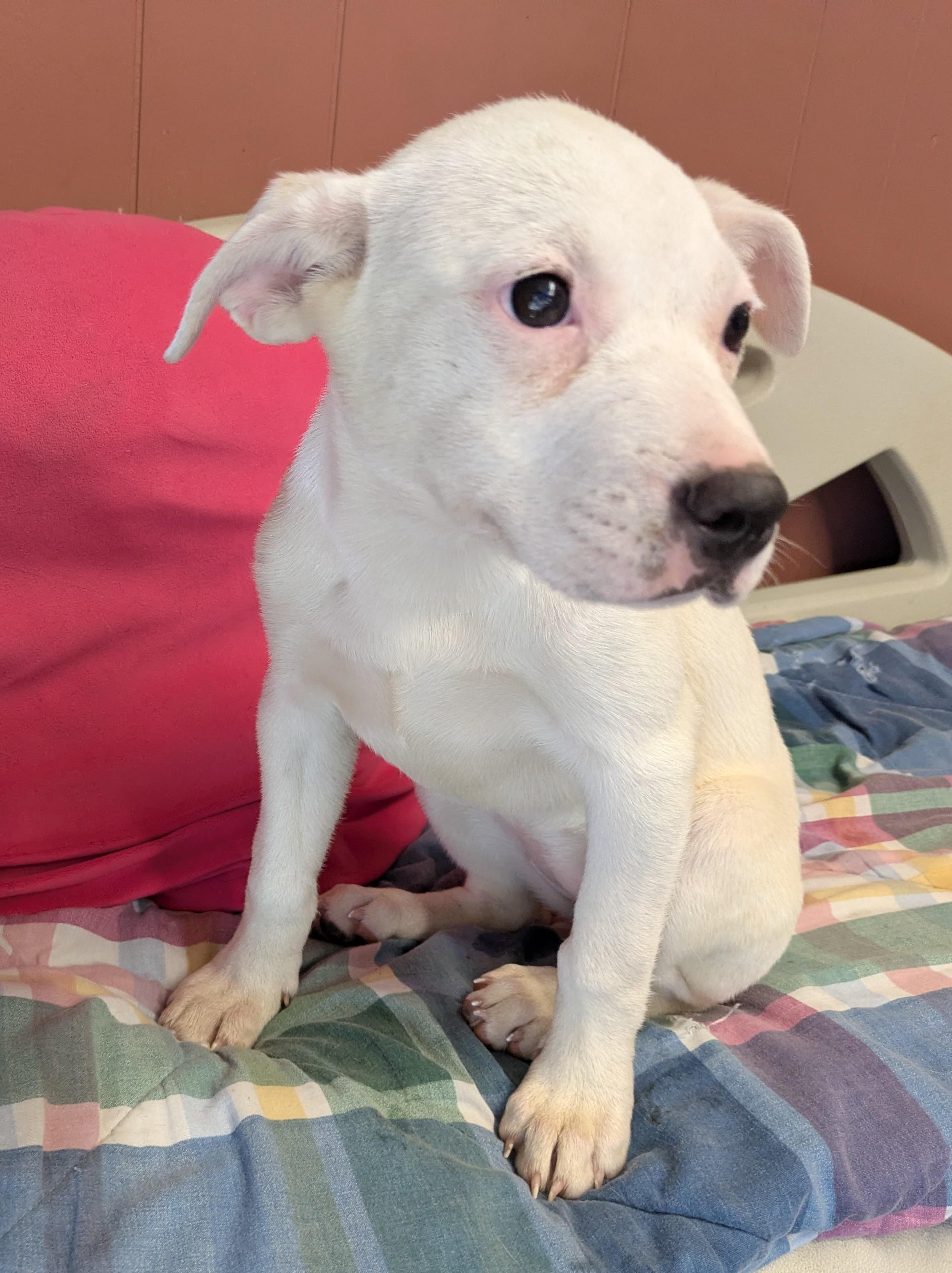 Enlarge EBONY & IVORY, a ADOPTABLE mixed breed in Lebanon, TN image 3/4