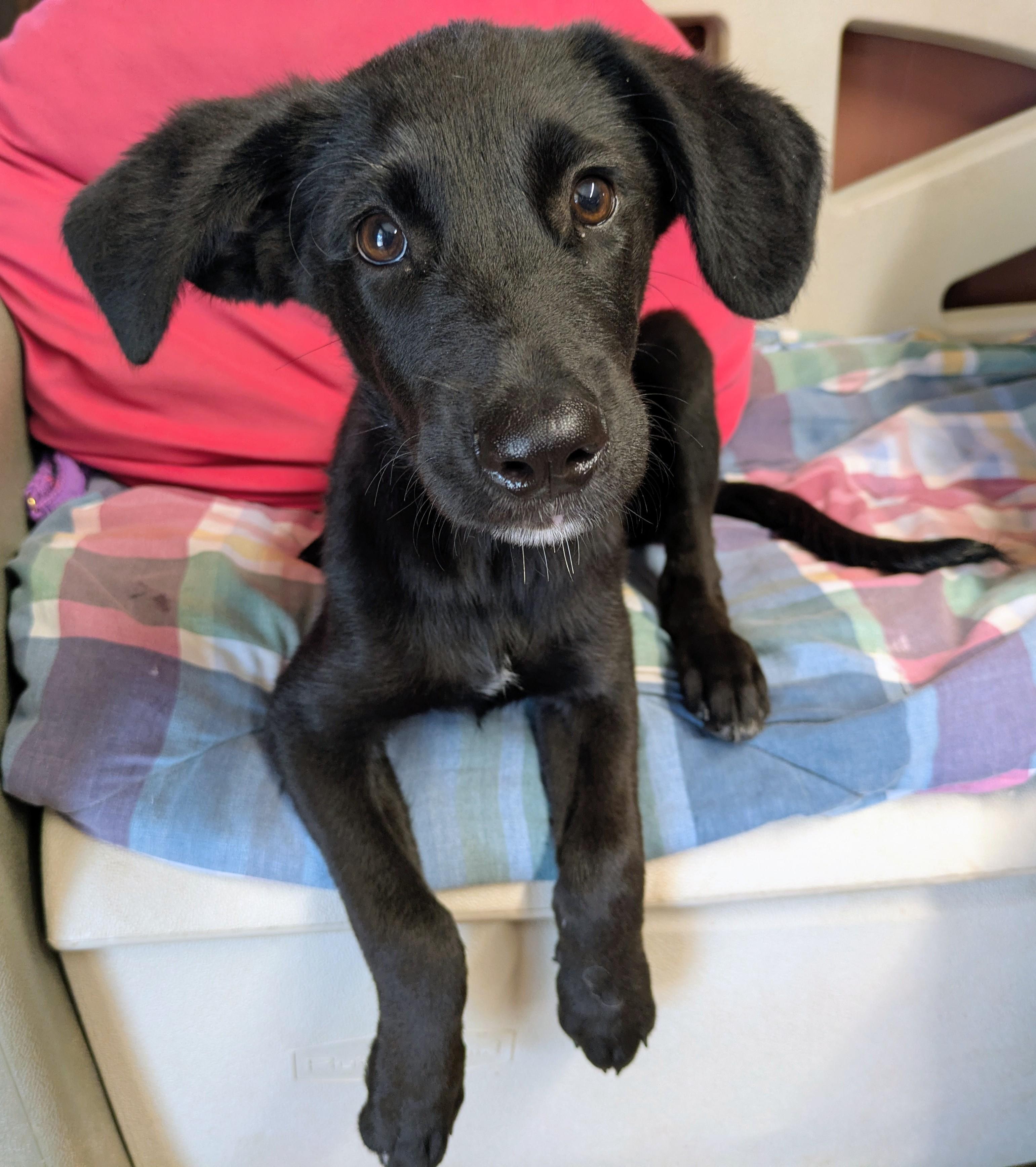 EBONY & IVORY, ADOPTABLE, Puppy Female Labrador Retriever & Pit Bull Terrier.