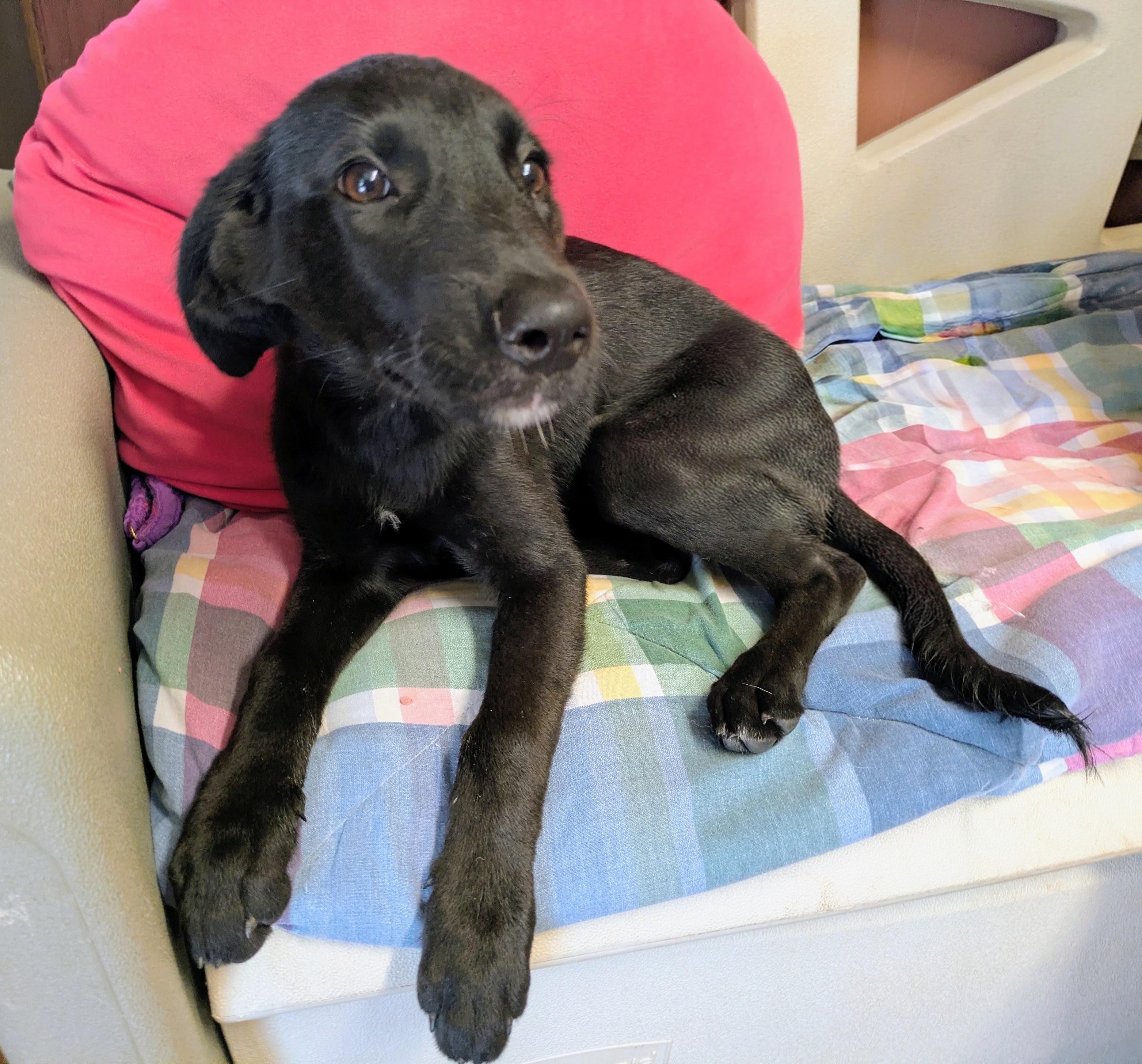 Enlarge EBONY & IVORY, a ADOPTABLE mixed breed in Lebanon, TN image 4/4