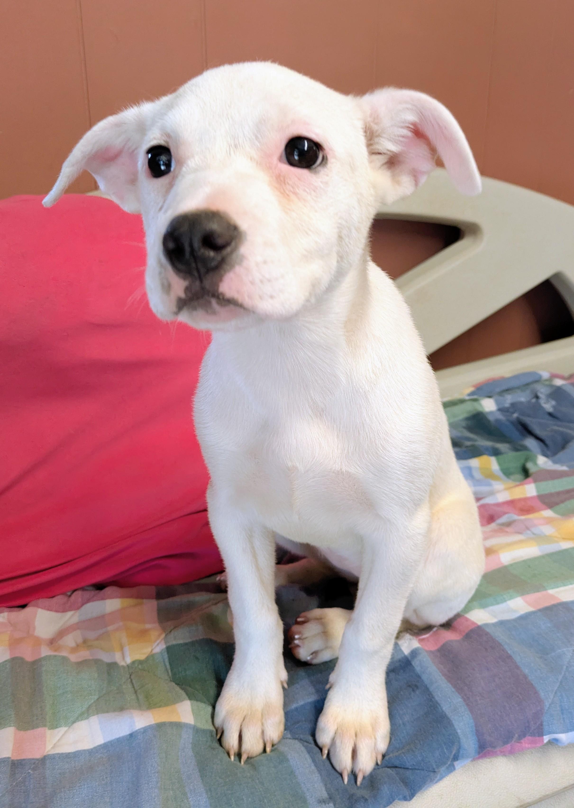 Enlarge EBONY & IVORY, a ADOPTABLE mixed breed in Lebanon, TN image 2/4