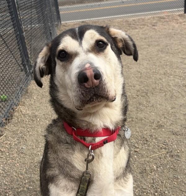 Champ, Adoptable, Adult Male Siberian Husky & Hound.