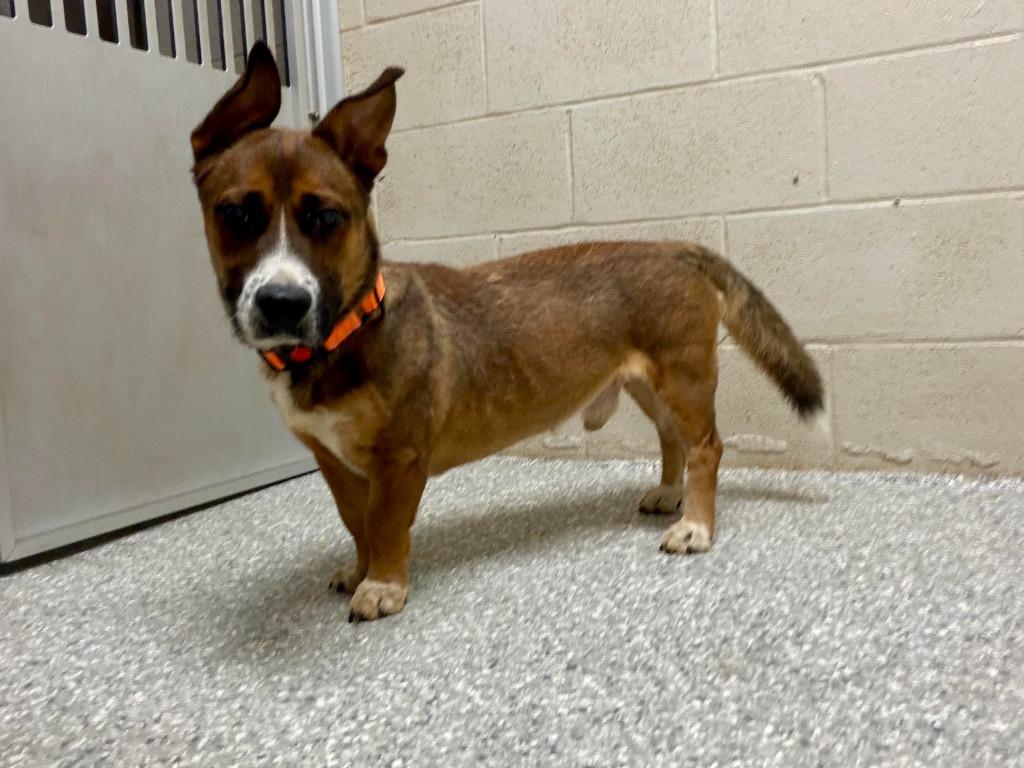 Ryder, Adoptable, Young Male Corgi.