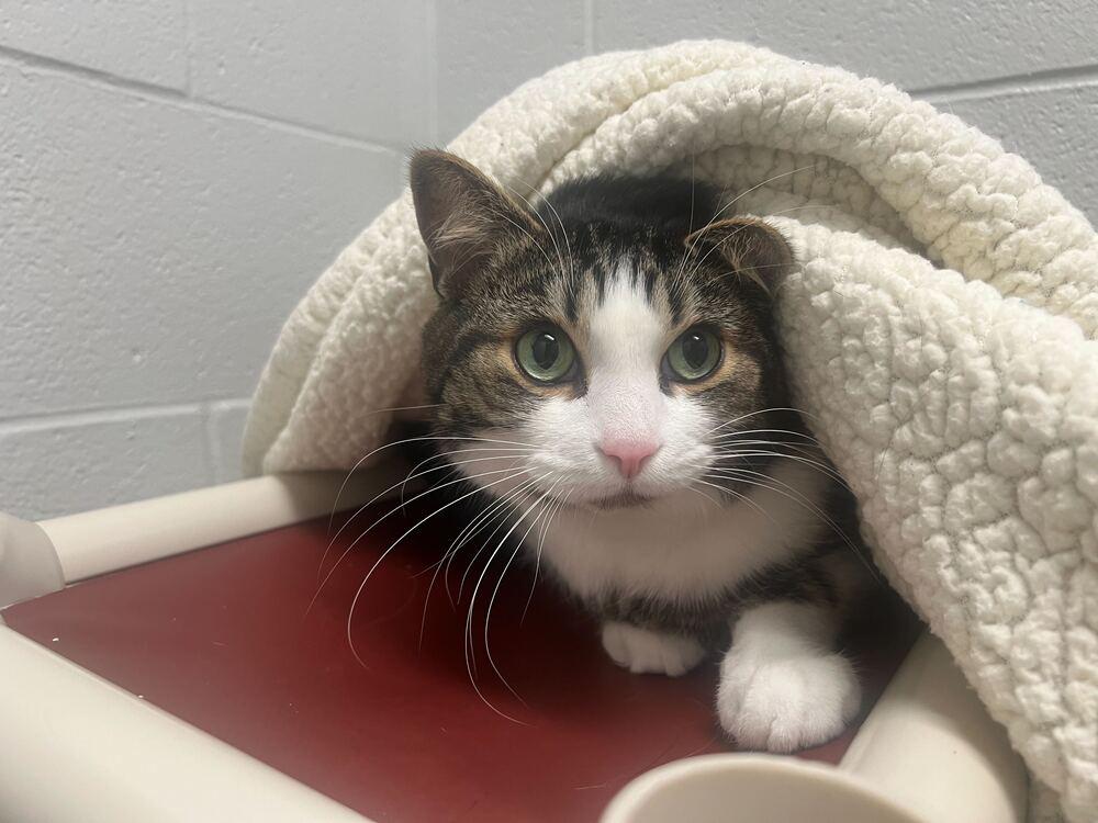 Leo, Adoptable, Adult Male Domestic Short Hair.