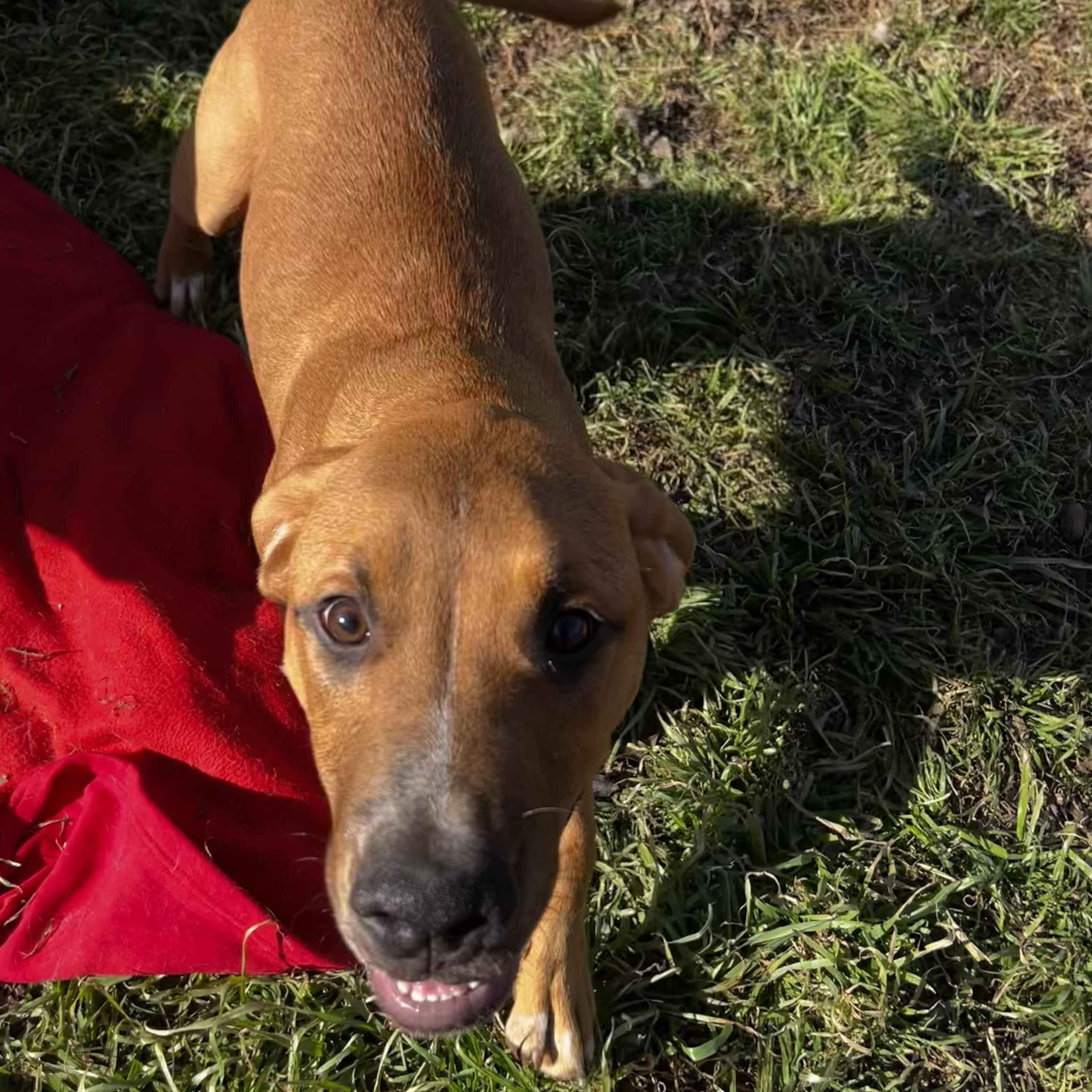 Diesel, Adoptable, Young Male Pit Bull Terrier & Great Pyrenees.