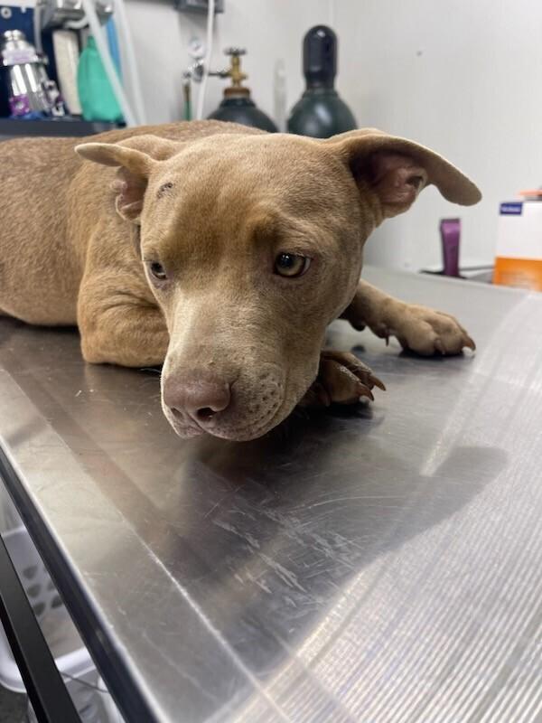 Tank, Adoptable, Adult Male Pit Bull Terrier.