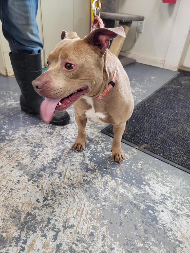 Tank, a Adoptable mixed breed in Linton, IN image 2/2