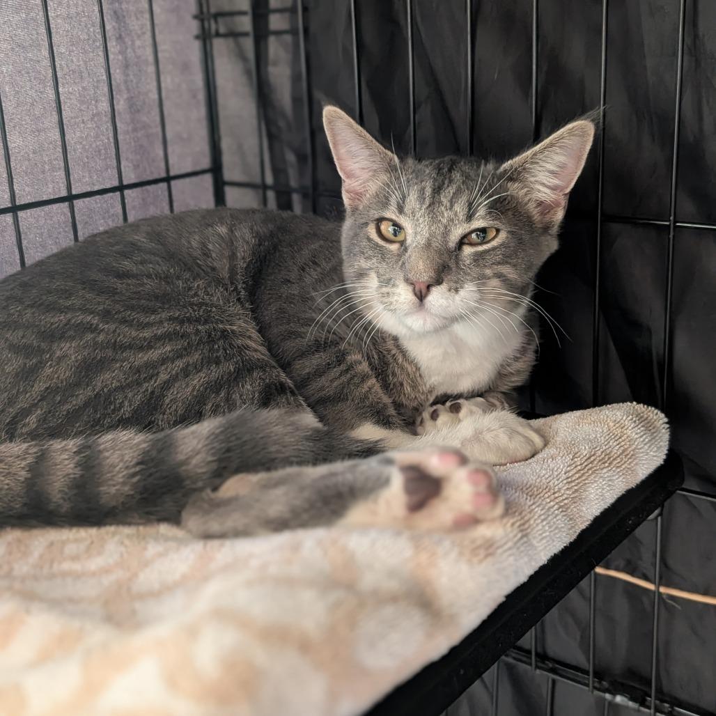 Phil, Adoptable, Young Male Domestic Short Hair.