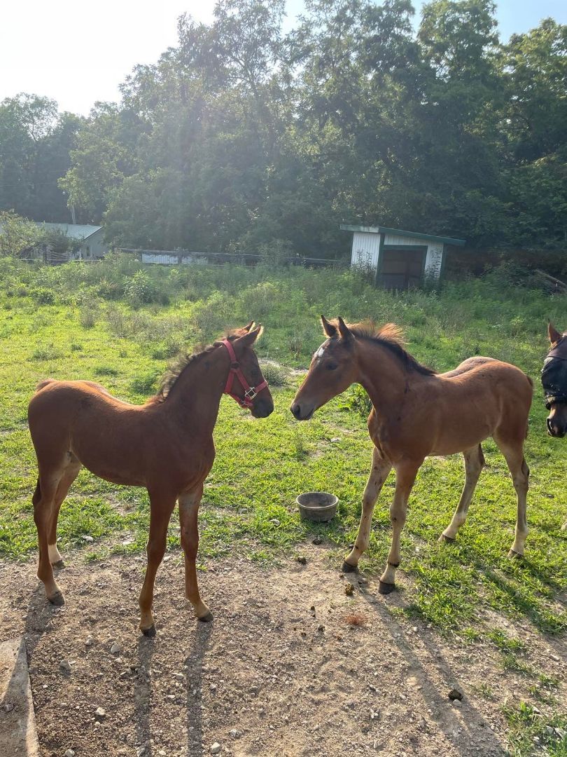 Stihl, a Adoptable Standardbred in Huntington, WV image 5/6