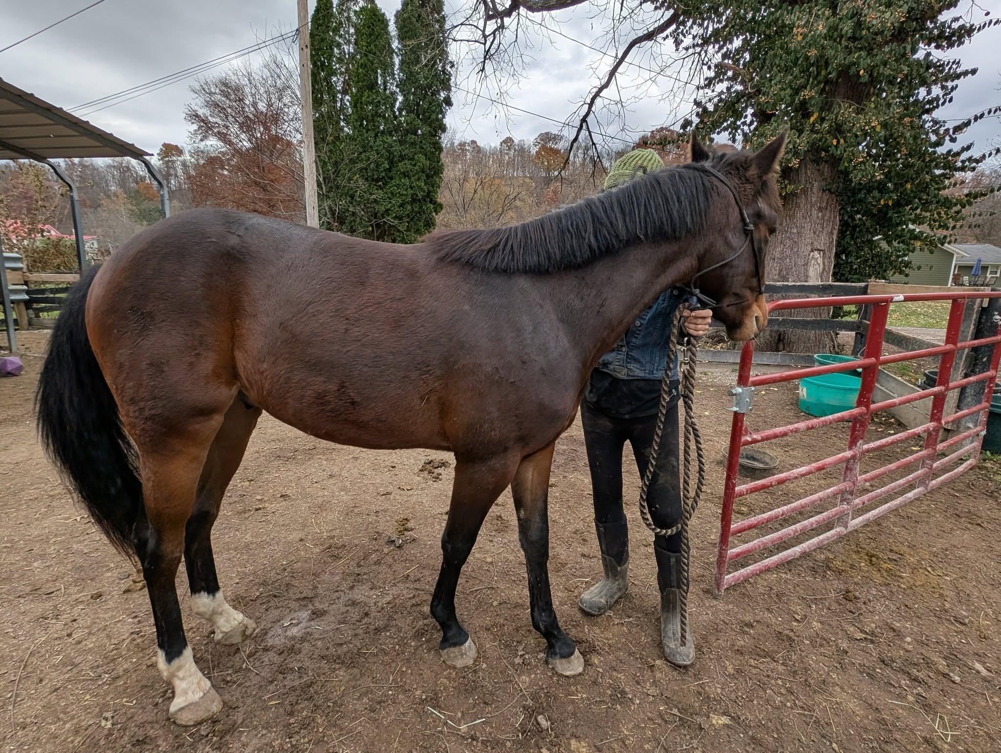 Stihl, a Adoptable Standardbred in Huntington, WV image 1/6