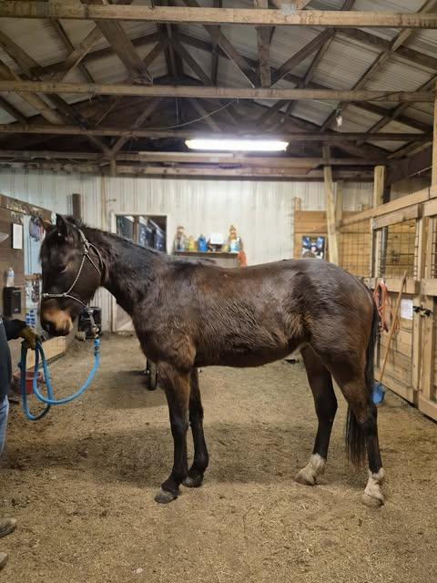 Stihl - Meet Me at the Equine Affair, a Adoptable Standardbred in Huntington, WV image 5/5