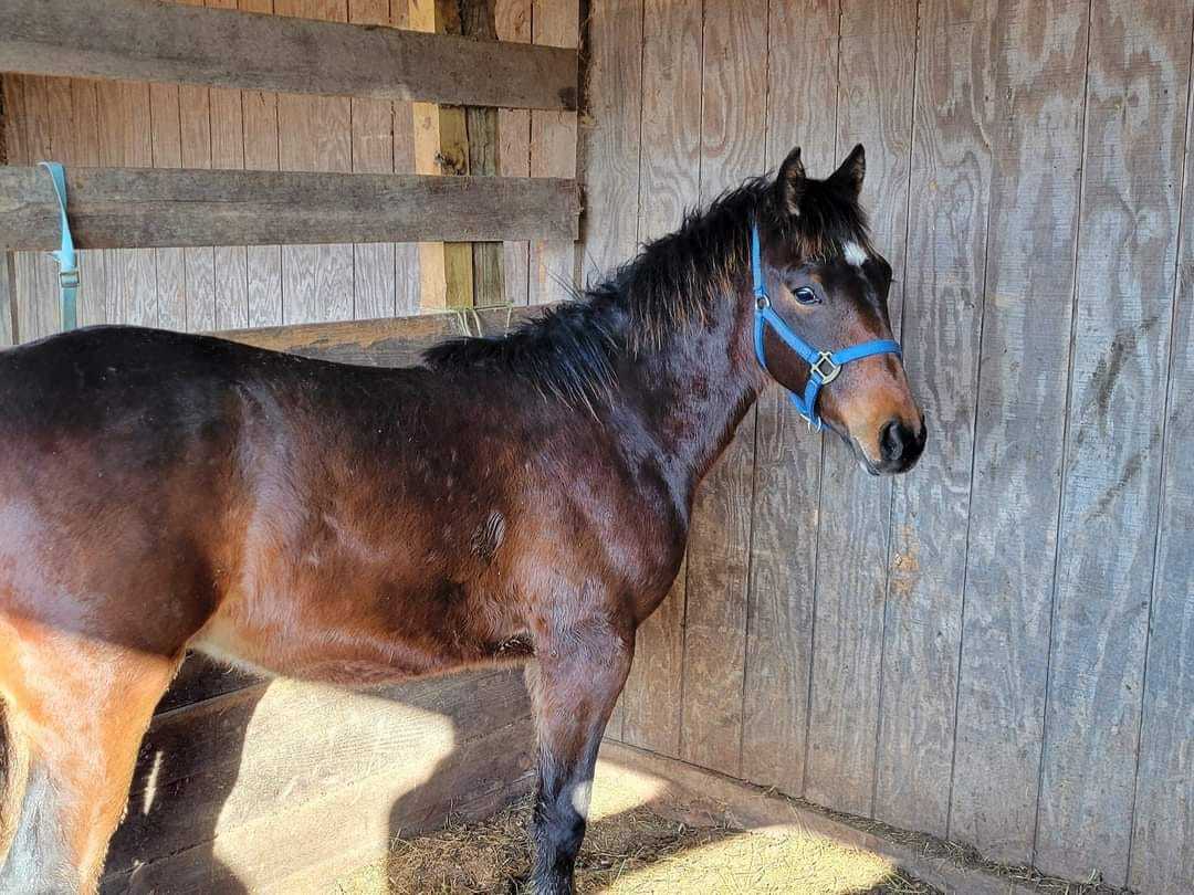 Stihl, a Adoptable Standardbred in Huntington, WV image 4/6