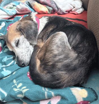Jenga, a ADOPTABLE mixed breed in West Decatur, PA image 5/6
