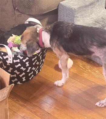 Jenga, a ADOPTABLE mixed breed in West Decatur, PA image 6/6
