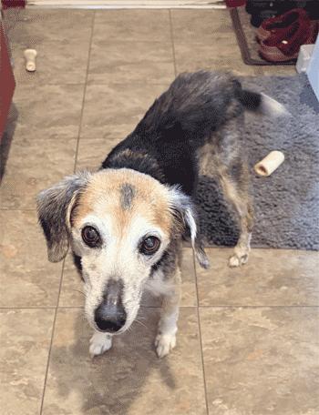 Jenga, ADOPTABLE, Senior Female Beagle.