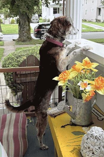 Jenga, a ADOPTABLE mixed breed in West Decatur, PA image 3/6