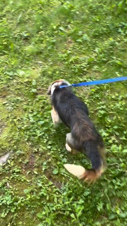 Enlarge Jenga, a ADOPTABLE mixed breed in West Decatur, PA video 2/6