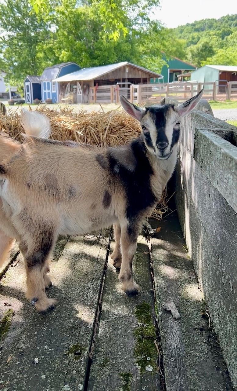 Ben & Jerry, a ADOPTABLE Nigerian Dwarf in Nashville, TN image 4/6