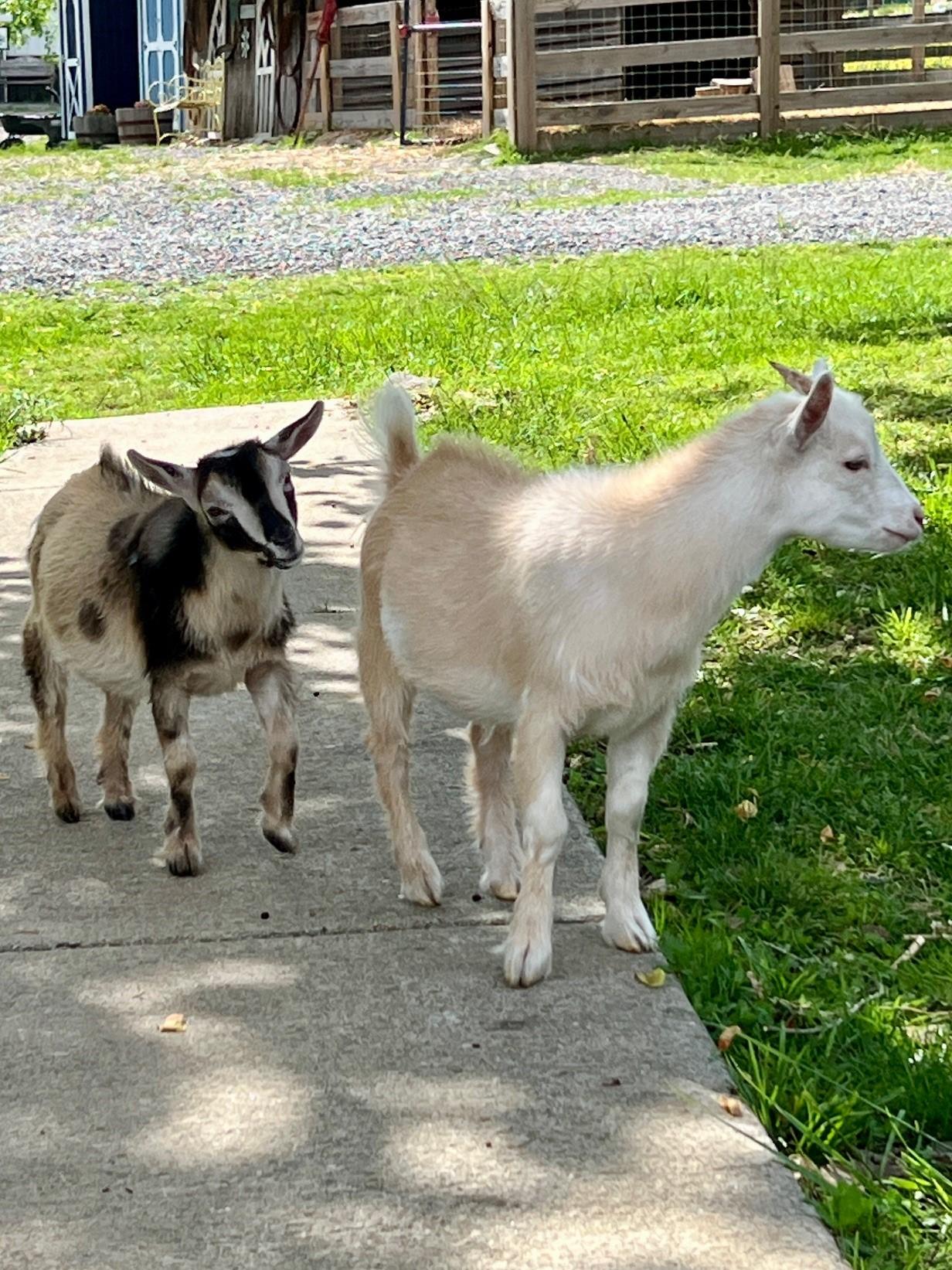 Ben & Jerry, a ADOPTABLE Nigerian Dwarf in Nashville, TN image 6/6