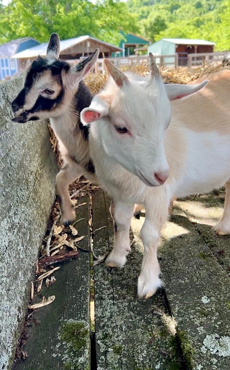 Ben & Jerry, ADOPTABLE, Baby Male Nigerian Dwarf.