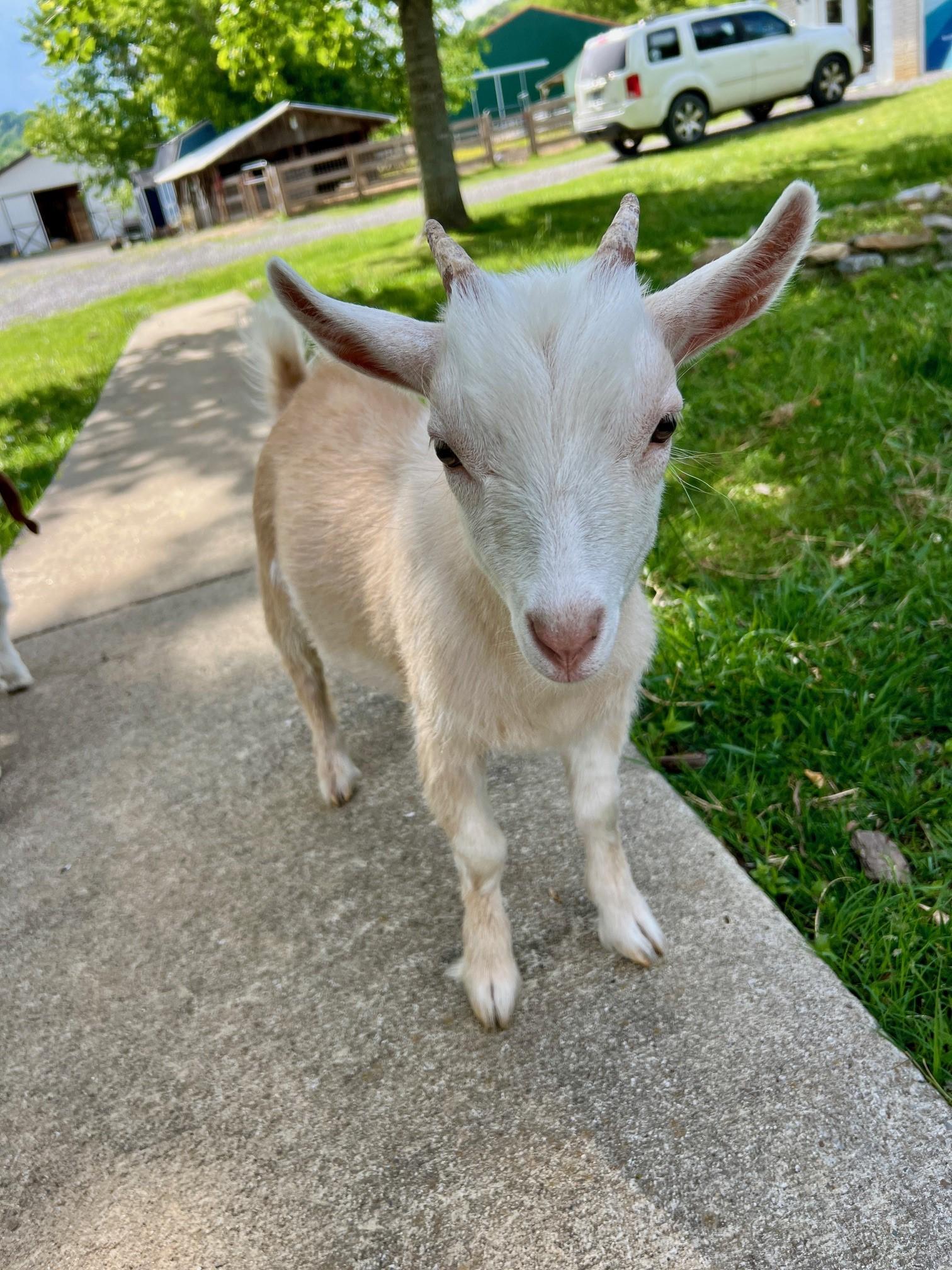Ben & Jerry, a ADOPTABLE Nigerian Dwarf in Nashville, TN image 3/6