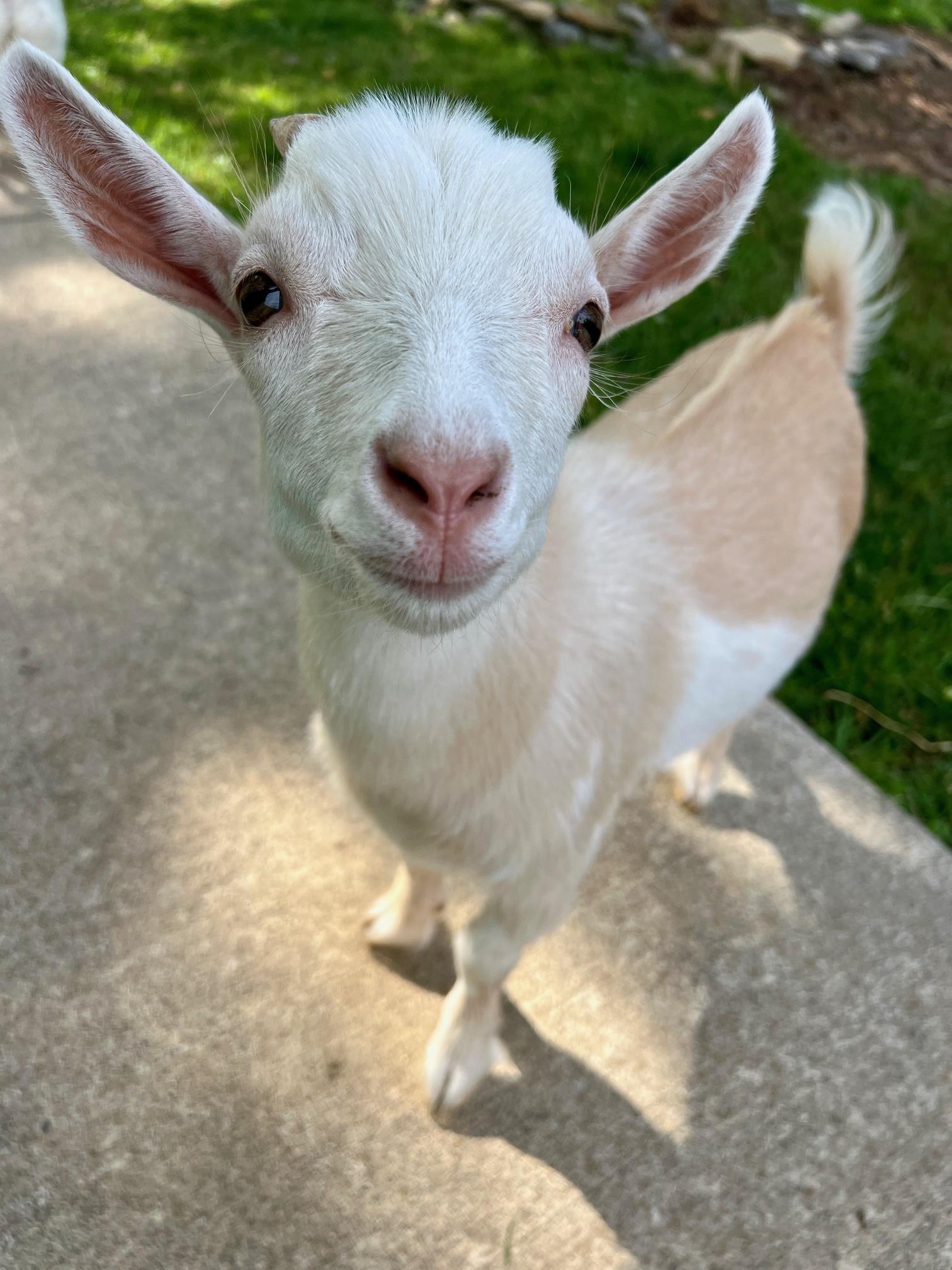 Ben & Jerry, a ADOPTABLE Nigerian Dwarf in Nashville, TN image 5/6