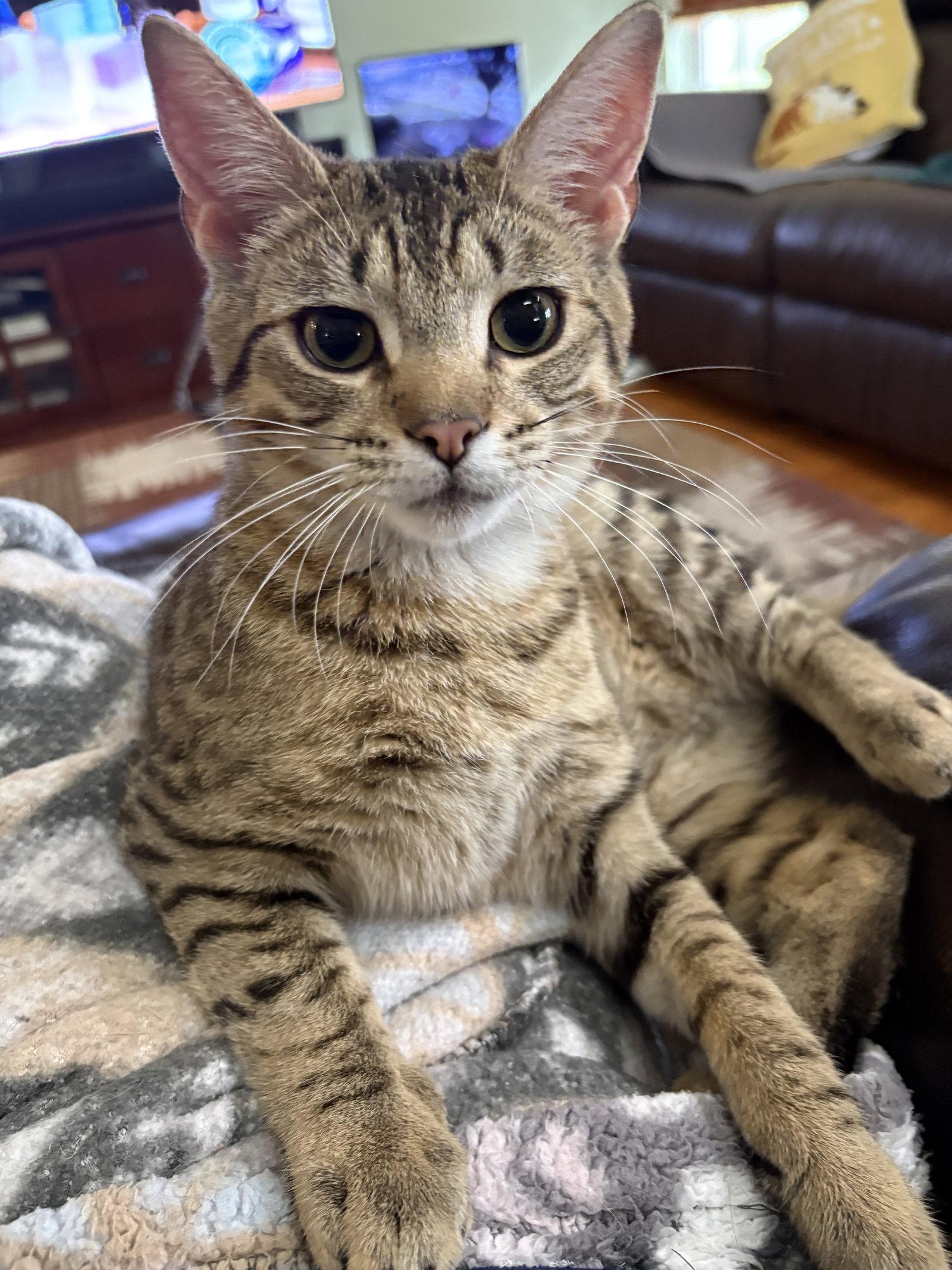 Toona, Adoptable, Young Male Domestic Short Hair & Tabby.